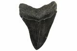 Fossil Megalodon Tooth - South Carolina #340154-2